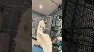 Cockatoo Dancing 🤣 cockatoos bird [upl. by Naesar]