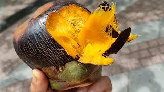 Toddy Palm  Palmyra Palm Borassus flabellifer  foraging the ripe fruits [upl. by Anailli]