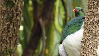 Beautiful New Zealand Kereru Wood Pigeon [upl. by Spillihp]