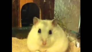 Hamster futtert Popcorn [upl. by Schaffel]