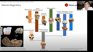 Las cinco especies humanas de Atapuerca [upl. by Nilkcaj]