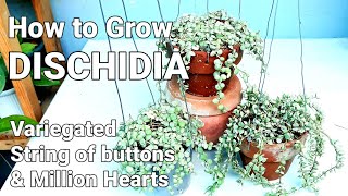 DISCHIDIA PLANT CARE GUIDE  Variegated String of Buttons amp Million Hearts dischidiaplantcareguide [upl. by Stanway856]