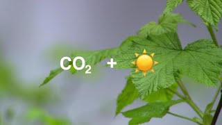 Plants Are Struggling to Keep Up with Rising Carbon Dioxide Concentrations [upl. by Einahpetse]