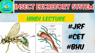 Insect Excretory System  Malpighian tubules  Insect Anatomy  Entomology  Jrf Cet Bhu [upl. by Alauqahs]