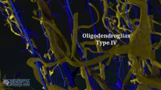 oligodendrocytes in alzheimers [upl. by Nonnel]