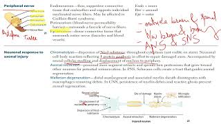 USMLE  Step 1  Peripheral nerve  Axonal injury [upl. by Fish]