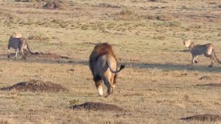 Male lions chasing cheetahs [upl. by Martella]