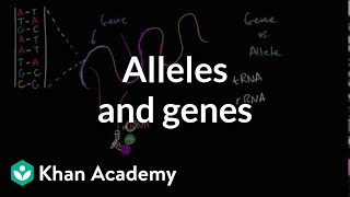 Alleles and genes [upl. by Schroth807]