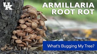 Whats Bugging My Tree Armillaria Root Rot [upl. by Yoccm]