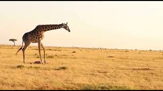 Giraffe accidentally kills calf while defending against lion in Maasai Mara Kenya [upl. by Einnal]