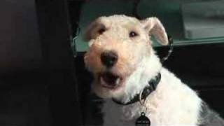 Singing dog wire haired fox terrier loves blackberry ringtones [upl. by Anya754]