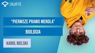 Prawa dziedziczenia  pierwsze prawo Mendla Załappl [upl. by Adnirak503]