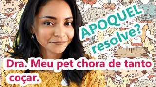 APOQUEL RESOLVE MEU CÃE SE COÇA MUITO [upl. by Pasadis]