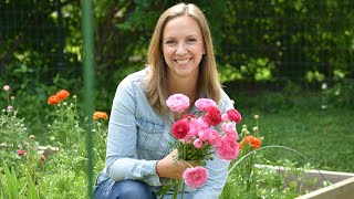 How To Grow Ranunculus Soaking Presprouting Planting Covering Harvest  Northlawn Flower Farm [upl. by Fortuna621]