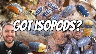 I GOT MORE ISOPODS FULL COLLECTION TOUR 36 SPECIES [upl. by Ordisi872]