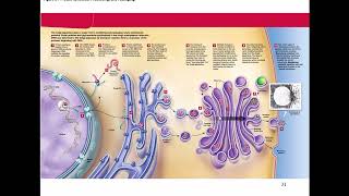 Lab Video Membranous Organelles [upl. by Aguie]