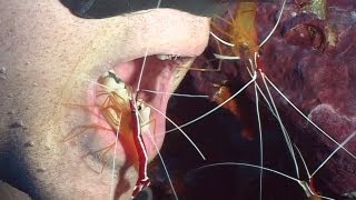 Shrimps and Cleaners  Reef Life of the Andaman  Part 21 [upl. by Yboj]