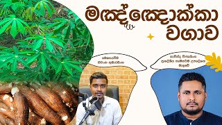 Manioc Cultivation  අල වගාවක් කර ජීවිතය ජය ගන්න මඤ්ඤොක්කා වගාව අරඹන්න  මඤ්ඤොක්කා වගාව මුල සිට සරලව [upl. by Esmaria]