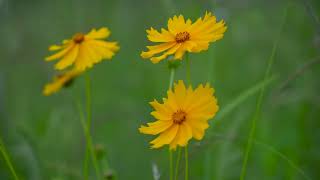 Coreopsis Lanceolata  Lanceleaf Coreopsis  Lanceleaf Tickseed  LanceLeaved Coreopsis Plant [upl. by Broome]