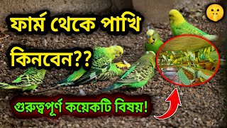 ফার্ম থেকে পাখি কিনবেন  সাবধান সুস্থ পাখি কিভাবে চিনবেন  বাজরিগার পাখি পালন  Pakhi Palon [upl. by Shishko]