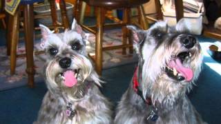 Rescue Schnauzers Need a Reason [upl. by Livvy]