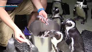 African Black Footed Penguin Feeding [upl. by Nirrad]