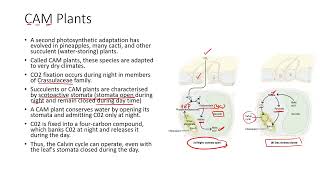 Difference between C4 amp CAM plants apbiology ibbiology plantphysiology lifescience [upl. by Dej702]