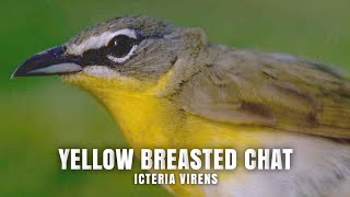 YELLOW BREASTED CHAT Icteria Virens [upl. by Budd904]