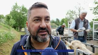 Reportage  Des colliers GPS pour les vaches [upl. by Osana359]