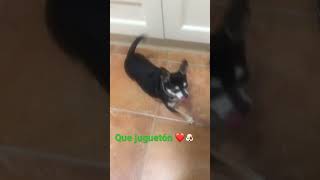 Mi perrito es juguetón 🐾 [upl. by Eirolav]