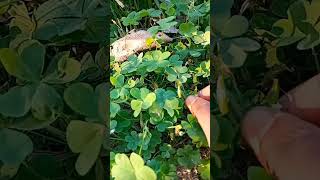 oxalis plant ☘️😱 viral science biology oxalis plants viralvideo [upl. by Shields]