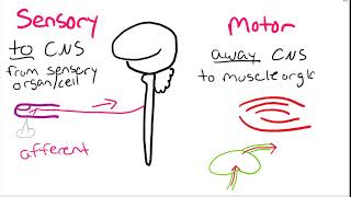 BIO 271 Nervous system Sensory vs Motor [upl. by Longfellow823]