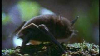 Lesser short tailed bat Mystacina tuberculata [upl. by Jat160]