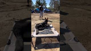 Dog Training germanshepherd dogtraining gsd homestead farm backyardchickens dog [upl. by Eeslek]