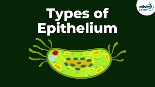 Types of Epithelial Tissue  Animal Tissues  Infinity Learn [upl. by Ariaz]