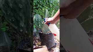 🌱Elimina COCHINILLA con remedio casero de alcohol cochinilla grana carmin o de nopal🌱 huerta [upl. by Yaf]