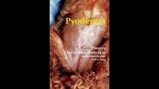 The poodle puppy has many pimples  pyoderma [upl. by Kermie705]