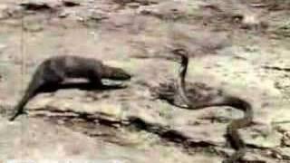 Mongoose Attacking an Asian Cobra Britannicacom [upl. by Sivrad]