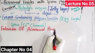 Acrosomal Reaction In Sea Urchin In Urdu Hindi  Developmental Biology  BS Zoology  MSc  Lec 05 [upl. by Caprice]