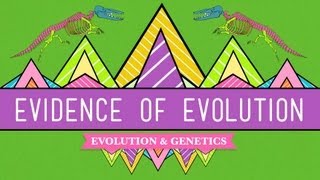 Evolution Its a Thing  Crash Course Biology 20 [upl. by Rednaxela]