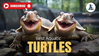 How to Become a 15 best aquatic turtles Expert turtle turtledoves viralvideo trending [upl. by Bertold972]