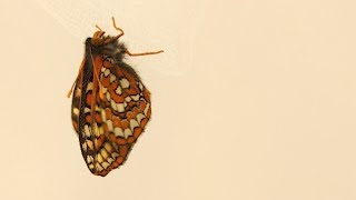 Saving the Taylors checkerspot butterfly [upl. by Eiboh]