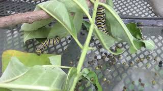 Parasite Infected Monarch Caterpillars [upl. by Ekal]