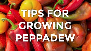 Tips For Growing Peppadew  How To Grow Peppadews [upl. by Ettinger]