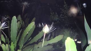 Time lapse of desert flowers blooming [upl. by Ume]