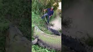 When I got to meet tripod saltwater crocodile Matt Wright australia crocodile jayprehistoricpets [upl. by Restivo]