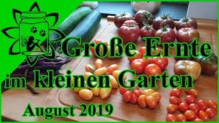 Große Ernte im kleinen Garten  kleine Selbstversorgung Tomaten Zucchini Bohnen Kürbis [upl. by Stanleigh]