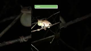 tree frog mating call sound [upl. by Hound]