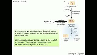 Medical Biochemistry Iron Metabolism 1 SKILDUM [upl. by Aleafar]