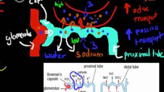 MB39 Aldosterone and ADH HSC biology [upl. by Elorac]